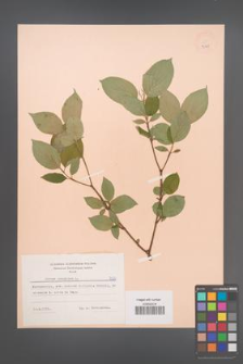 Cornus sanguinea [KOR 7353]