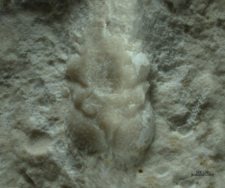 Nodoprosopon ornatum