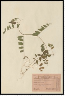 Vicia sepium L.