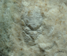 Gastrodorus bzowiensis