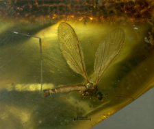 Limoniidae