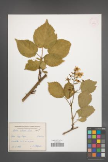 Rubus sulcatus [KOR 54799]