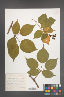Rubus sulcatus [KOR 54805]