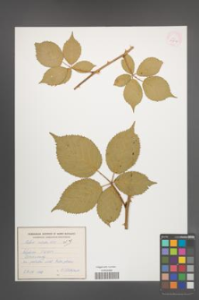 Rubus sulcatus [KOR 54806]