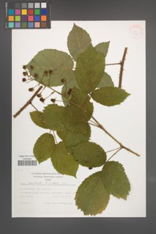 Rubus constrictus [KOR 37977]