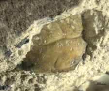 Tanidromites species