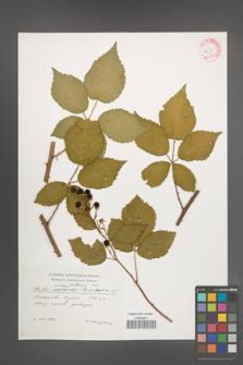 Rubus ambrosius [KOR 29241]
