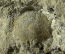 Goniodromites species
