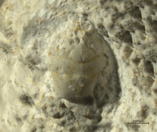 Goniodromites kubai