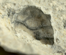 Goniodromites species
