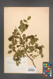 Rosa canina [KOR 8798]