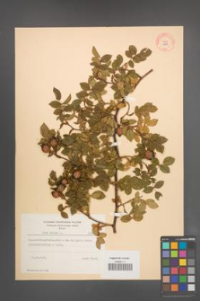 Rosa canina [KOR 8906]