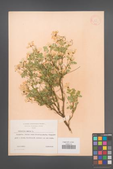 Coronilla emerus [KOR 13045]