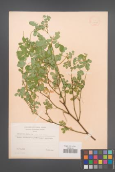 Coronilla emerus [KOR 13062]