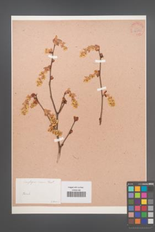 Corylopsis sinensis [KOR 34089]