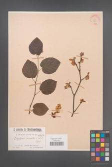 Corylopsis spicata [KOR 910]