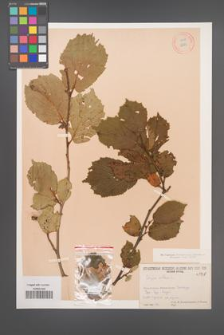 Corylus avellana [KOR 12893]