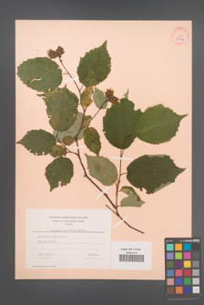 Corylus americana [KOR 34092]