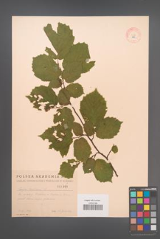 Corylus avellana [KOR 1965]