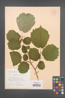 Corylus colurna [KOR 12994]