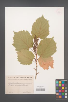 Corylus colurna [KOR 12995]