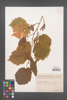 Corylus colurna [KOR 12997]