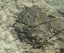 Goniodromites species
