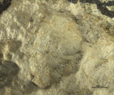 Goniodromites species