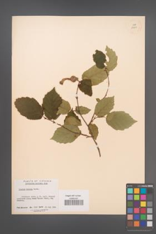 Corylus cornuta [KOR 13000]