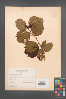 Corylus heterophylla [KOR 44132]