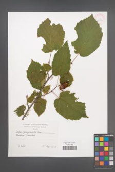 Corylus jacquemontiana [KOR 42634]