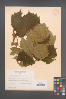 Corylus sieboldiana [KOR 13014]