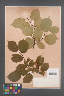 Corylus tibetica [KOR 34133]