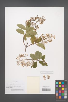 Cotinus coggygria [KOR 49885]