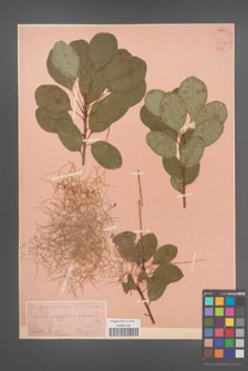 Cotinus coggygria [KOR 34137]