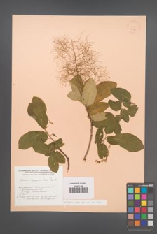 Cotinus coggygria [KOR 24125]