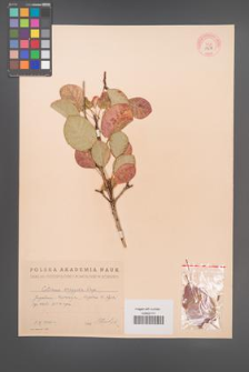 Cotinus coggygria [KOR 13071]