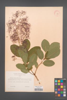Cotinus coggygria [KOR 13069]