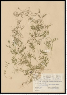 Vicia tetrasperma (L.) Schreb.