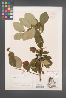 Cotoneaster affinis [KOR 27671]