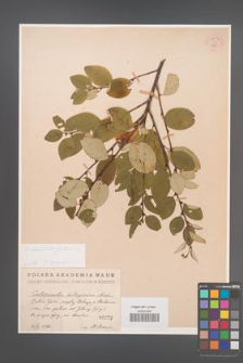 Cotoneaster alaunicus [KOR 54991]