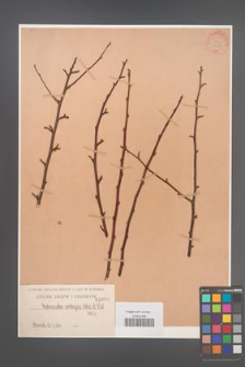 Cotoneaster ambigua [KOR 1090]