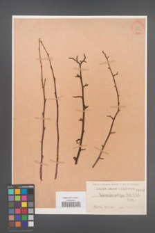 Cotoneaster ambigua [KOR 1092]