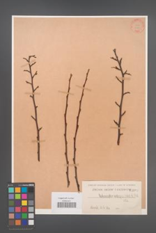 Cotoneaster ambigua [KOR 1089]