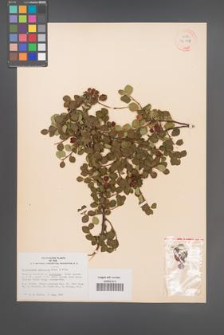 Cotoneaster apiculata [KOR 34139]