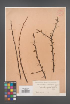 Cotoneaster apiculata [KOR 55292]