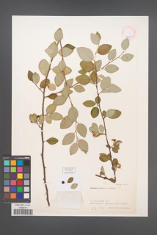Cotoneaster armenus [KOR 27680]