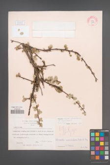 Cotoneaster assadii [KOR 13187]