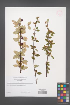 Cotoneaster borealichinensis [KOR 52818]