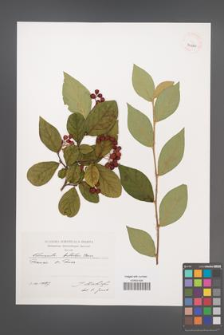 Cotoneaster bullatus [KOR 39220]